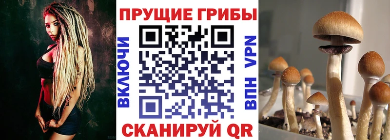 Галлюциногенные грибы Magic Shrooms  Купить где  Пролетарск 